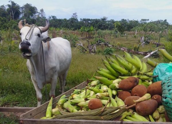 Após atuação da Defensoria, desocupação de área rural é suspensa em Carauari