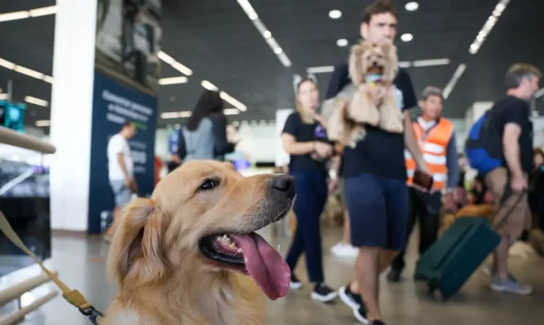 Escola Superior da Defensoria Pública realiza curso virtual sobre ‘Pensão Alimenticía para Pets’