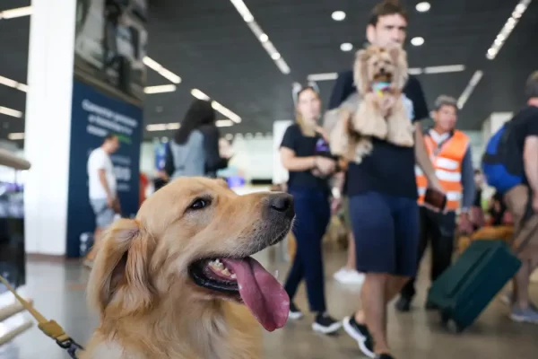 Escola Superior da Defensoria Pública realiza curso virtual sobre ‘Pensão Alimenticía para Pets’