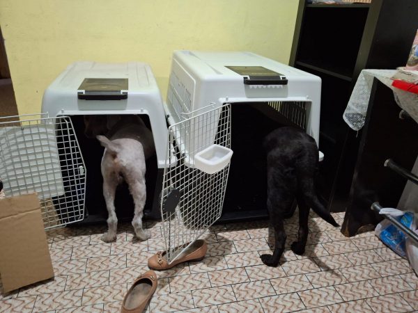 Defensoria Pública garante transporte de animais de suporte emocional em voo para Fortaleza