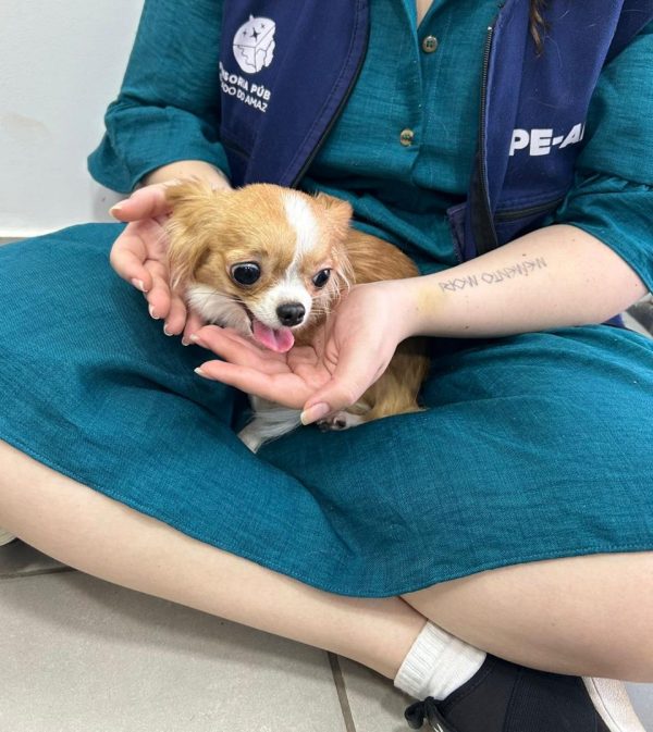 Defensoria promove curso de capacitação sobre guarda compartilhada de pets