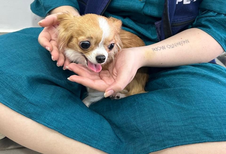 Curso visa atualizar membros e servidores sobre mudanças na jurisprudência da guarda compartilhada de animais de estimação